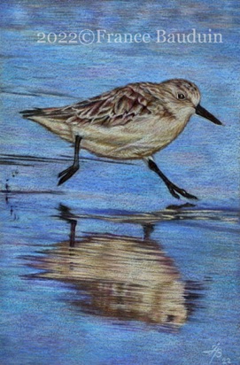 Sanderling - 9.5 hours
Grey Colourfix Smooth paper
6" x 4"
Ref: Paul Parsons Sanderling - 9.5 hours
Grey Colourfix Smooth paper
6" x 4"
Ref: Paul Parsons